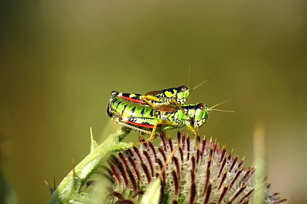 para z trawy-hoper rodziny - locust two animals insect pest zdjęcia i obrazy z banku zdjęć