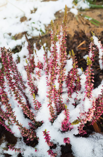 istock Purple heather flowers in snow 1184399309