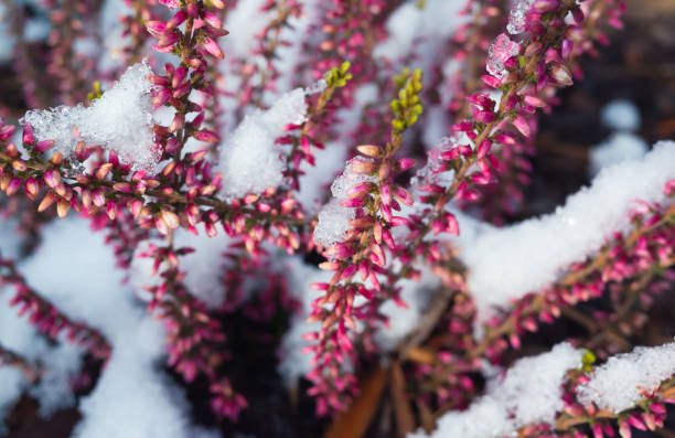 istock Common heather flowers in snow 1184399314