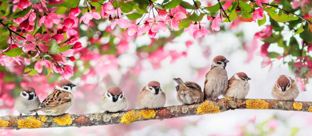 istock natural panoramic background with many small funny birds sparrows sitting in the spring Sunny Park under the branches of a flowering Apple tree with pink buds 1184399660