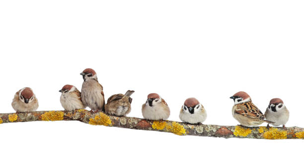 many small funny birds sparrows are sitting on a branch on a white isolated background many small funny birds sparrows are sitting on a branch on a white isolated background birdsong photos stock pictures, royalty-free photos & images