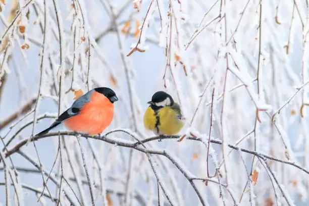 two birds titmouse and bullfinch are sitting on a branch nearby in the winter holiday park