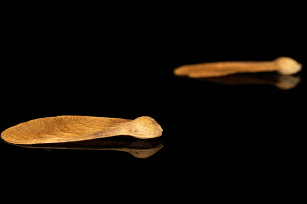 wined brown samara achene isolated on black glass - achene imagens e fotografias de stock