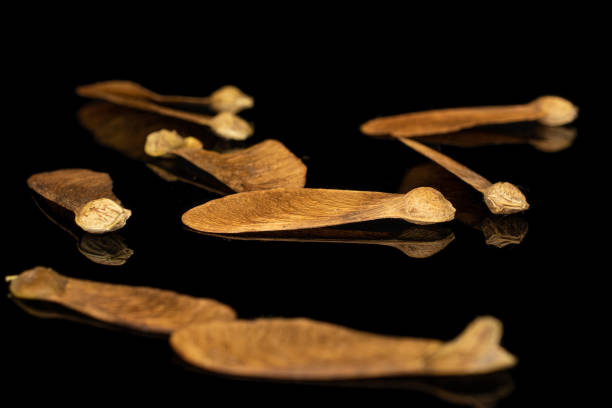 istock Wined brown samara achene isolated on black glass 1184401037