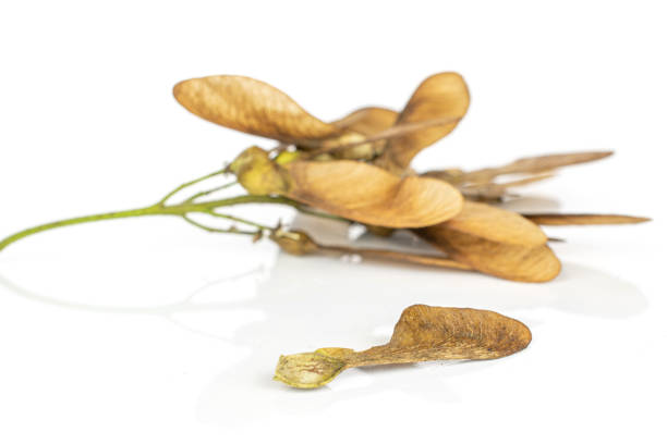 Lot of whole light brown winged achene samara heap isolated on white background