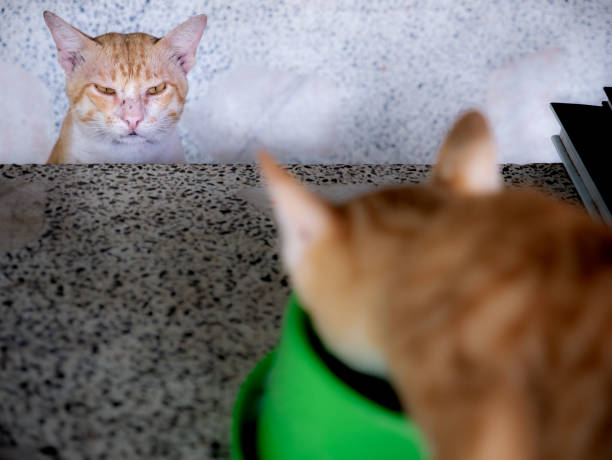 istock Yellow Cat Waiting for Another Cat Eat 1184401317