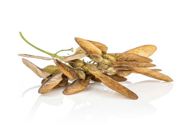 istock Wined brown samara achene isolated on white 1184401404