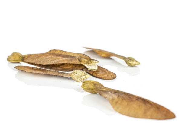 istock Wined brown samara achene isolated on white 1184401442