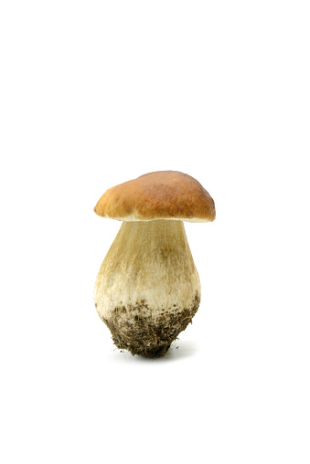 Penny bun mushroom on white isolated background. tasty.
