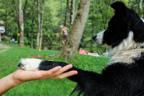 istock Border collie that from the paw 1184401791