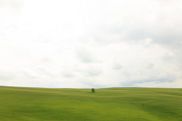 Single tree on the big green field in Tuscany, Italy