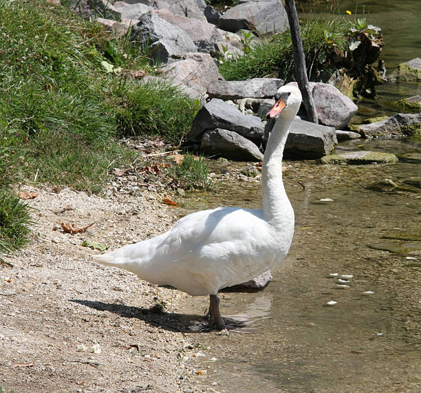 istock Swan stands on the coast 118440341