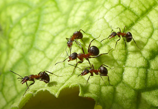 Begleitet von forest Ameisen – Foto