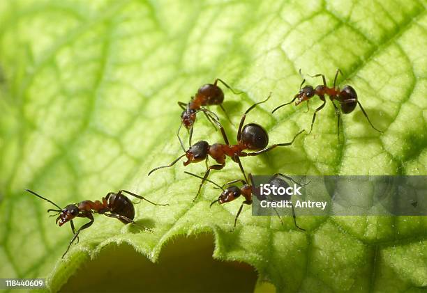 Escort Of Forest Ants Stock Photo - Download Image Now - Anthill, Order, Animal Themes