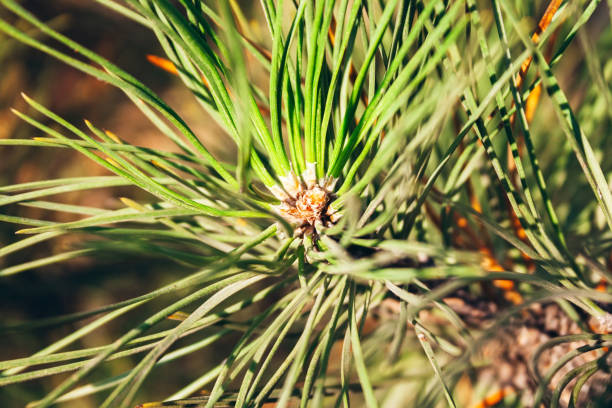 closeup view of pine buds among green needles under the warm setting sun. macro of beautiful branches of an evergreen tree on a majestic winter day. selective focus - growth new evergreen tree pine tree imagens e fotografias de stock