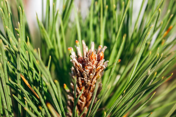 closeup view of pine buds among green needles under the warm setting sun. macro of beautiful branches of an evergreen tree on a majestic winter day. selective focus - growth new evergreen tree pine tree imagens e fotografias de stock