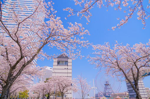 Sakura and Yokohama Minato Mirai rooftops of full bloom. Shooting Location: Yokohama-city kanagawa prefecture