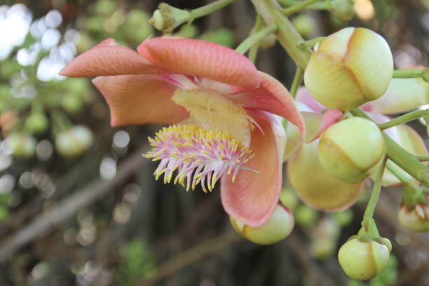 istock Shorea robusta or Cannonball flower from the tree 1184408210