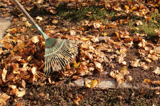 istock Cleaning of dry leaves. 1184408256