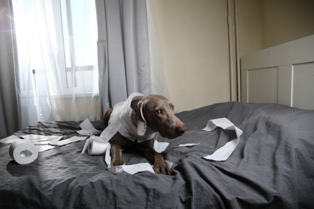 istock Guilty dog lying on bed with toilet paper 1184409036