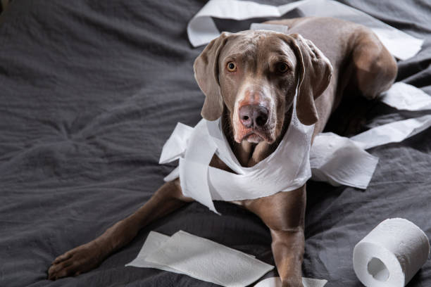istock Guilty dog lying on bed with toilet paper 1184409048