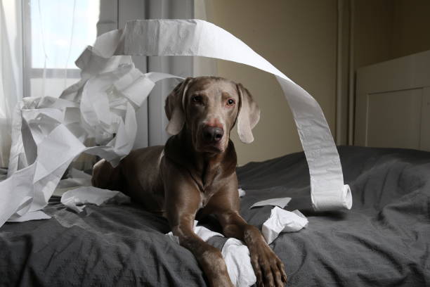 istock Dog tired after playing with toilet paper 1184409071