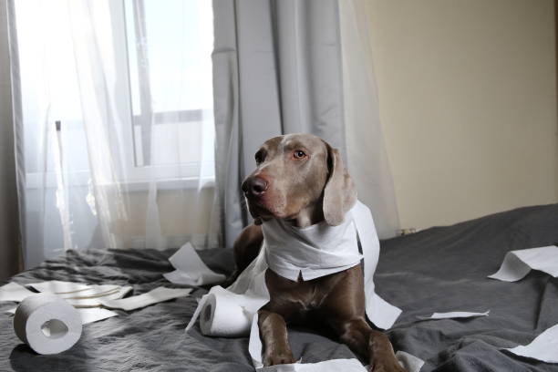 istock Guilty dog lying on bed with toilet paper 1184409093