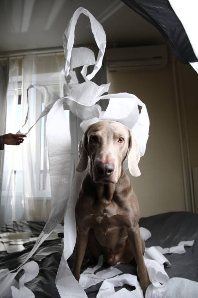istock Dog tired after playing with toilet paper 1184409106