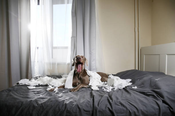 istock Happy dog making mess with papers on bed 1184409119