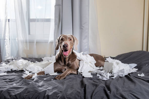 istock Happy dog making mess with papers on bed 1184409120