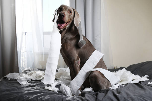 istock Funny pointer dog playing with toilet paper 1184409132
