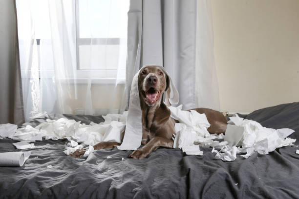 perro feliz haciendo el lío con los papeles en la cama - travesura fotografías e imágenes de stock