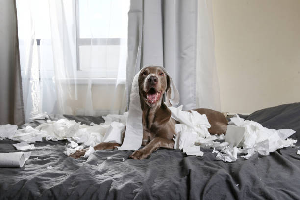 Happy dog making mess with papers on bed Excited playful pointer dog with tongue out lying on bed in bedroom among scraps of toilet paper mischief photos stock pictures, royalty-free photos & images