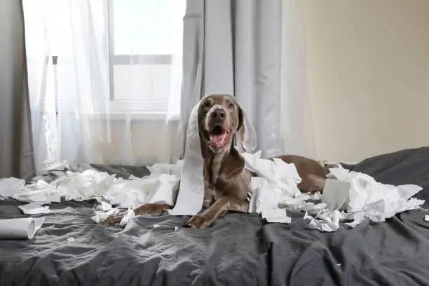 Photo of Happy dog making mess with papers on bed