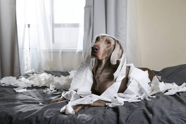 istock Happy dog making mess with papers on bed 1184409146