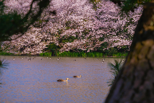 Full bloom of cherry blossoms and Japanese garden. Shooting Location: Yokohama-city kanagawa prefecture
