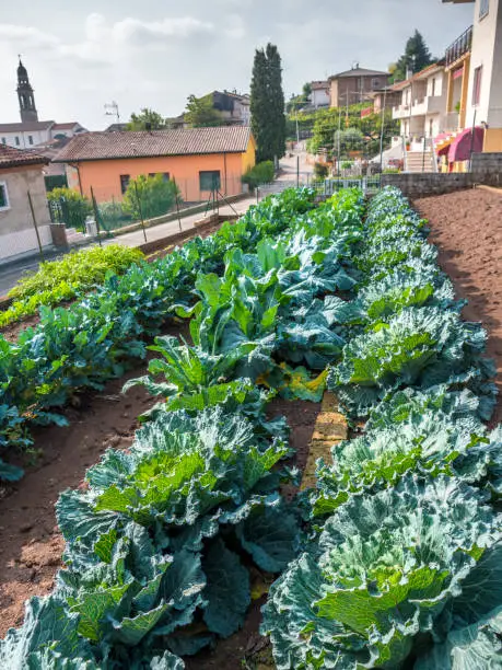 Photo of Organic vegetable garden in Italy