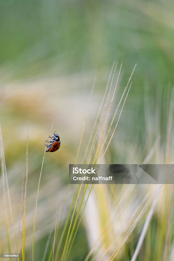 Ladybird  Agricultural Field Stock Photo