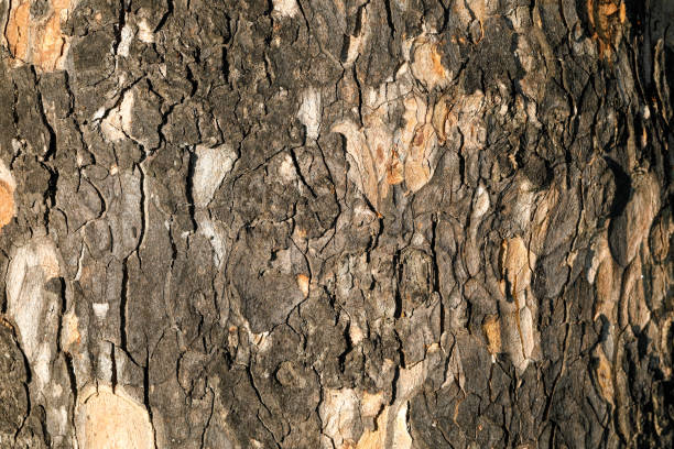 istock Sycamore Acer pseudoplatanus seeds hung aloft 1184411412