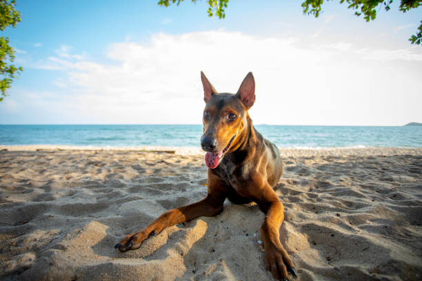 istock street dog lying with relaxing on sand beach 1184411941