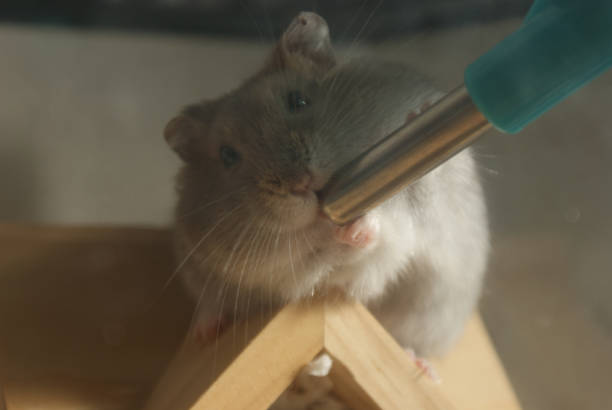 istock Cute Djungarian hamster image (sprue sapphire) 1184413856