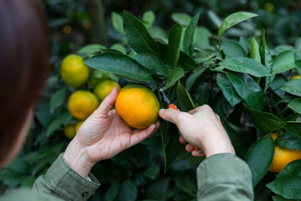 kobieta ręcznie zbierając dojrzałą pomarańczę na drzewie - beautiful people citrus fruit fruit zdjęcia i obrazy z banku zdjęć