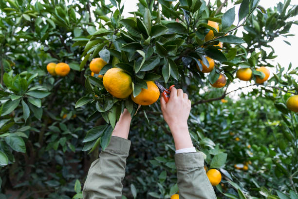 kobieta ręcznie zbierając dojrzałą pomarańczę na drzewie - beautiful people citrus fruit fruit zdjęcia i obrazy z banku zdjęć