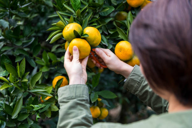 kobieta ręcznie zbierając dojrzałą pomarańczę na drzewie - beautiful people citrus fruit fruit zdjęcia i obrazy z banku zdjęć