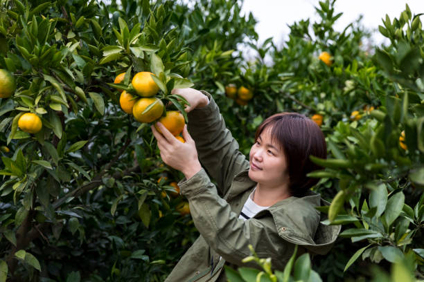 istock Woman hand picking an ripe orange on tree 1184414484