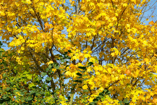 gelbe blätter von norwegen ahorn acer platanoides - norway maple stock-fotos und bilder