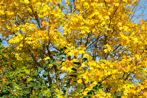 Yellow / gold coloured leaves on a Norway maple tree (Acer platanoides) in autumn in southern England.