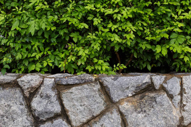 istock Stone wall with bushes background 1184415815