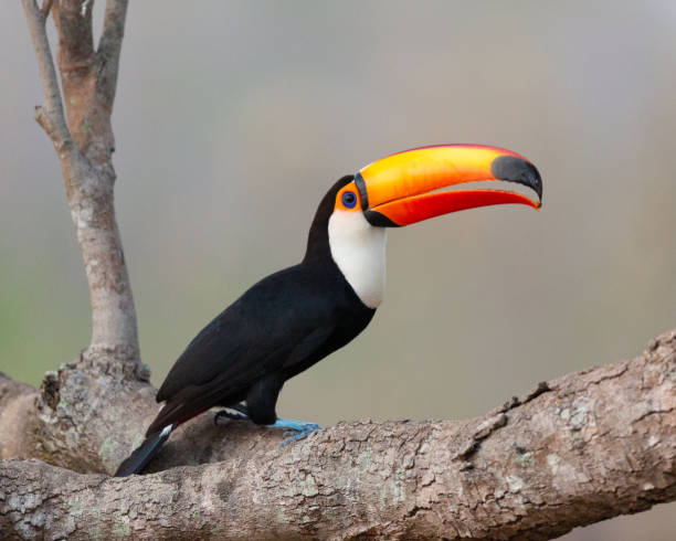 istock reuzentoekan, toco toucan, common toucan, giant toucan 1184416285