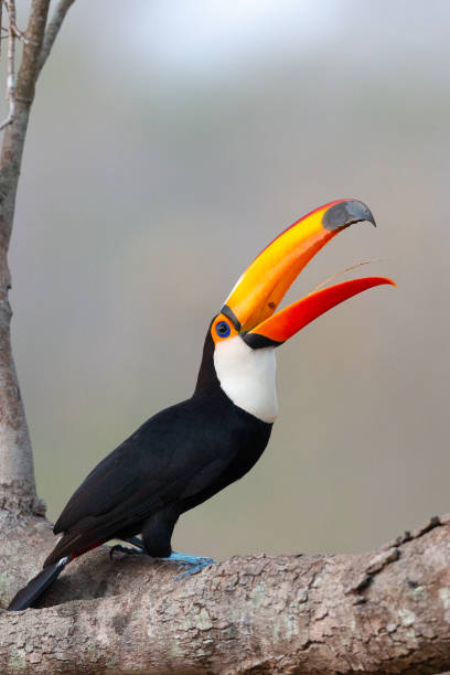 reuzentoekan, toco toucan, common toucan, giant toucan Giant toucan photographed in the wild. Pantanal, Brasil, september 2019 ebb and flow stock pictures, royalty-free photos & images